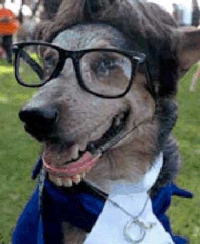 Crazy Halloween costumes for dogs (17 pics)