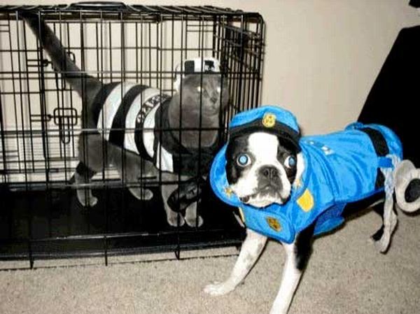 Crazy Halloween costumes for dogs (17 pics)