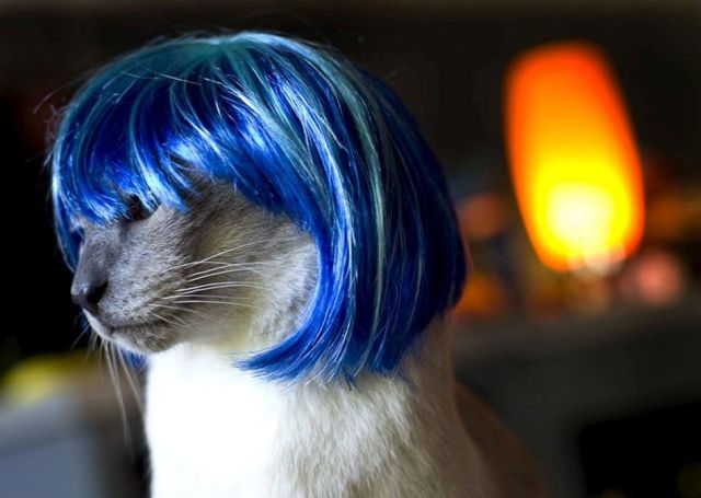 Wigs On Cats