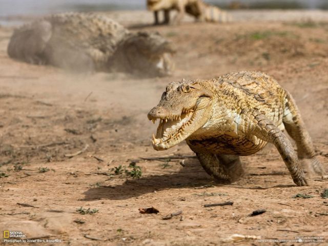 These funny animals (38 pics)