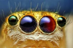 Curiosities and bonus pictures