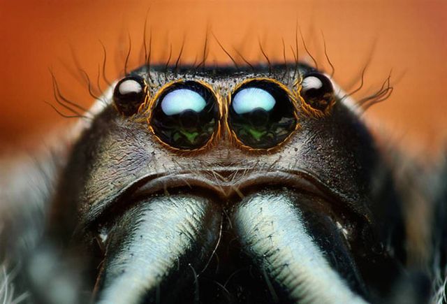 Extreme Close-Ups of Insects’ Eyes (18 pics)