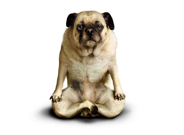 Weird ‘Yoga Dogs’ Calendar! (28 pics)