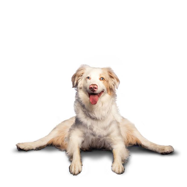 Weird ‘Yoga Dogs’ Calendar! (28 pics)