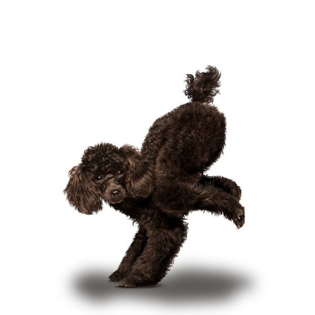 Weird ‘Yoga Dogs’ Calendar! (28 pics)