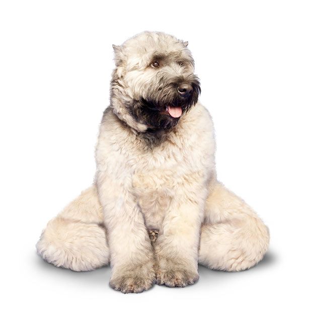 Weird ‘Yoga Dogs’ Calendar! (28 pics)