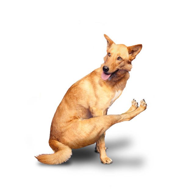 Weird ‘Yoga Dogs’ Calendar! (28 pics)
