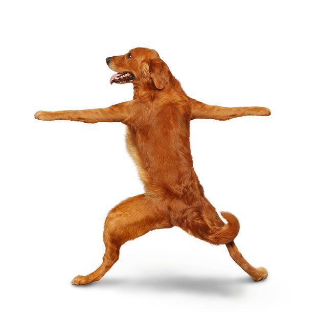 Weird ‘Yoga Dogs’ Calendar! (28 pics)