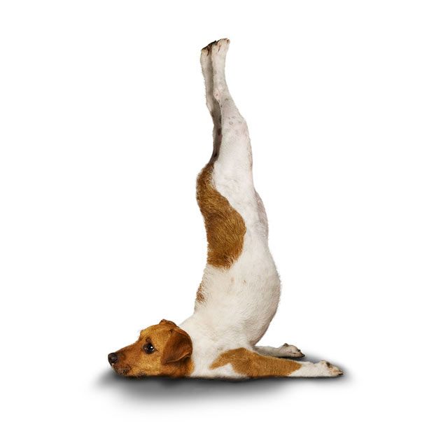 Weird ‘Yoga Dogs’ Calendar! (28 pics)