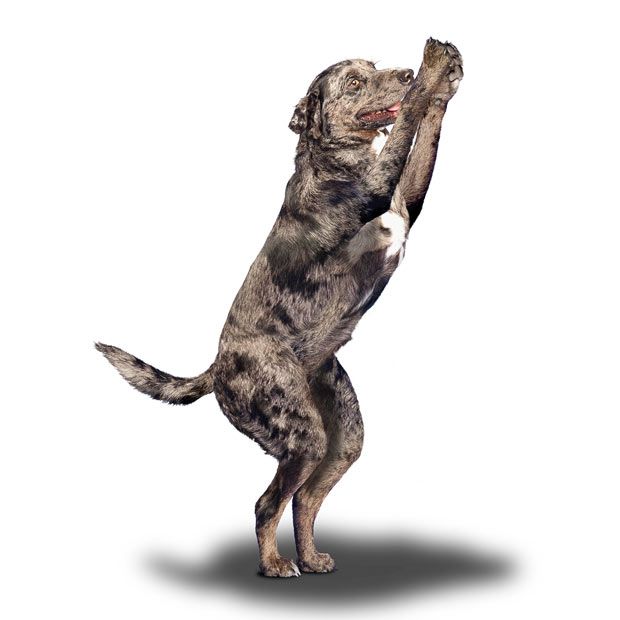 Weird ‘Yoga Dogs’ Calendar! (28 pics)