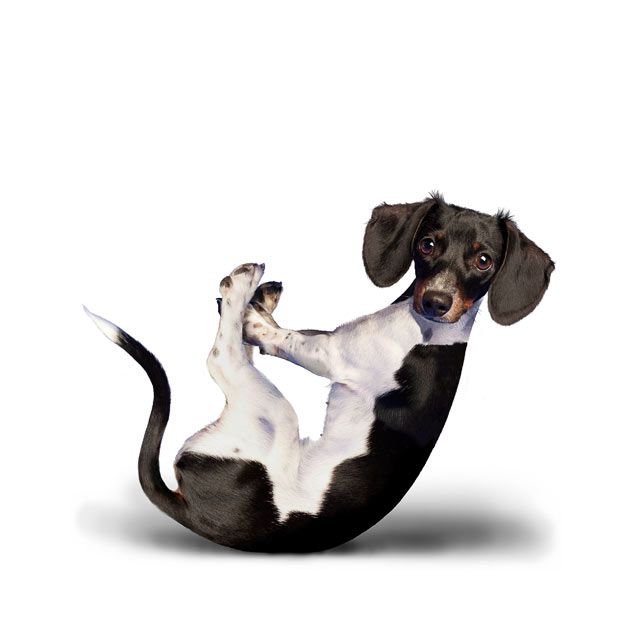 Weird ‘Yoga Dogs’ Calendar! (28 pics)