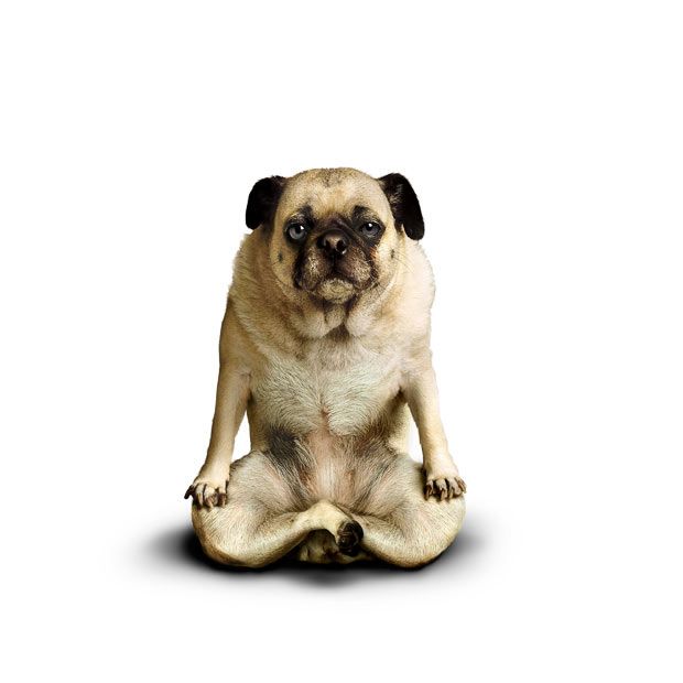 Weird ‘Yoga Dogs’ Calendar! (28 pics)