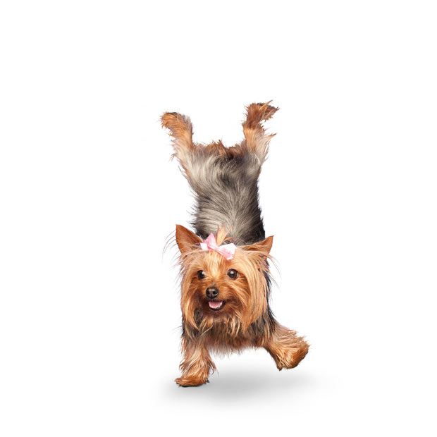 Weird ‘Yoga Dogs’ Calendar! (28 pics)