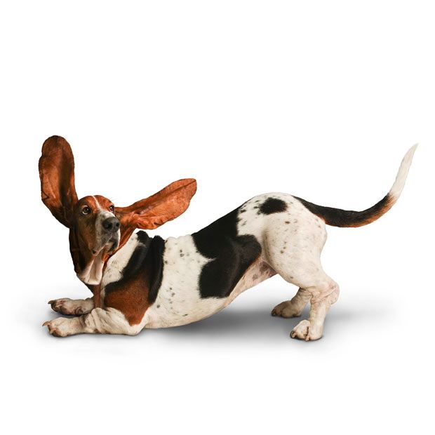 Weird ‘Yoga Dogs’ Calendar! (28 pics)