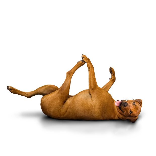 Weird ‘Yoga Dogs’ Calendar! (28 pics)