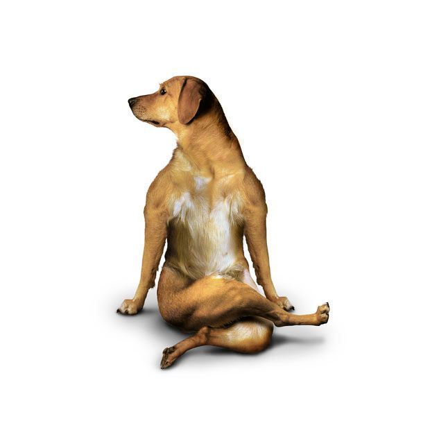 Weird ‘Yoga Dogs’ Calendar! (28 pics)
