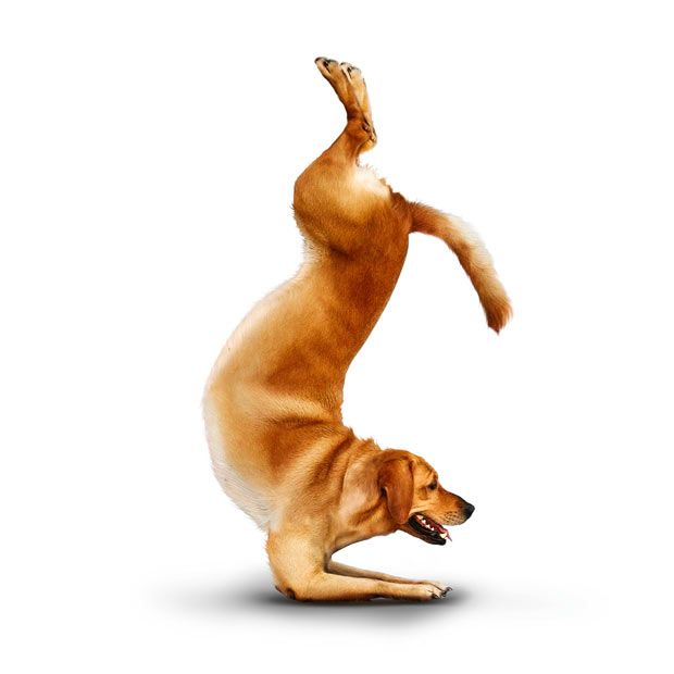 Weird ‘Yoga Dogs’ Calendar! (28 pics)