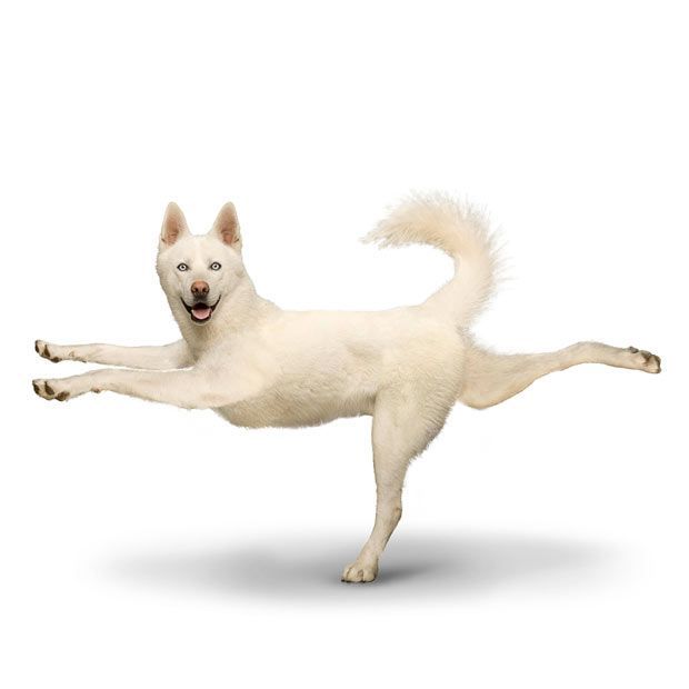 Weird ‘Yoga Dogs’ Calendar! (28 pics)
