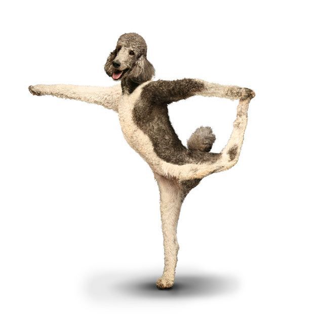 Weird ‘Yoga Dogs’ Calendar! (28 pics)