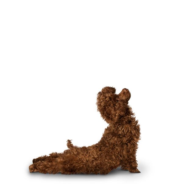 Weird ‘Yoga Dogs’ Calendar! (28 pics)