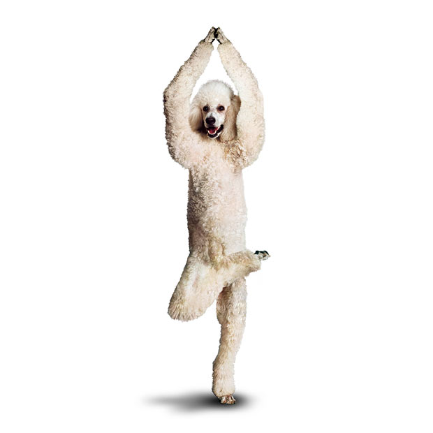 Weird ‘Yoga Dogs’ Calendar! (28 pics)