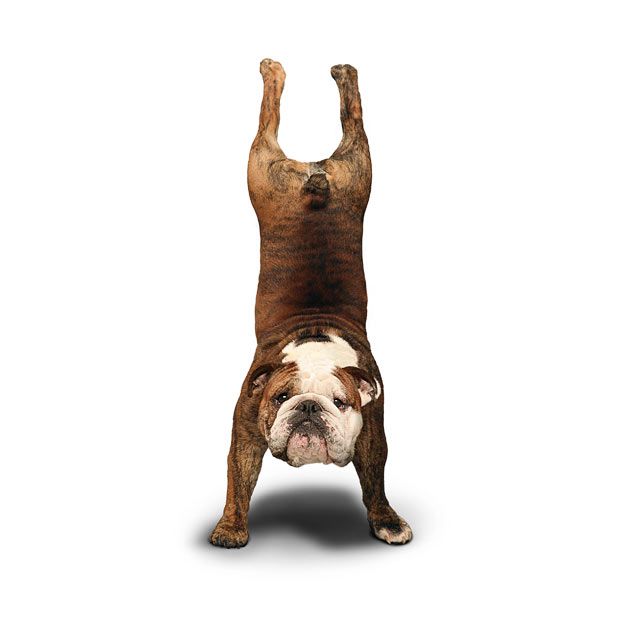 Weird ‘Yoga Dogs’ Calendar! (28 pics)