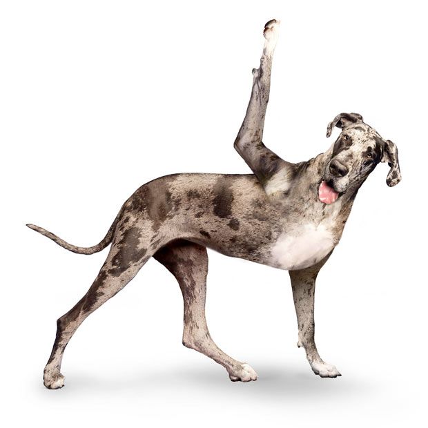 Weird ‘Yoga Dogs’ Calendar! (28 pics)