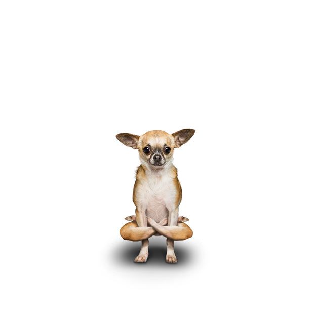 Weird ‘Yoga Dogs’ Calendar! (28 pics)