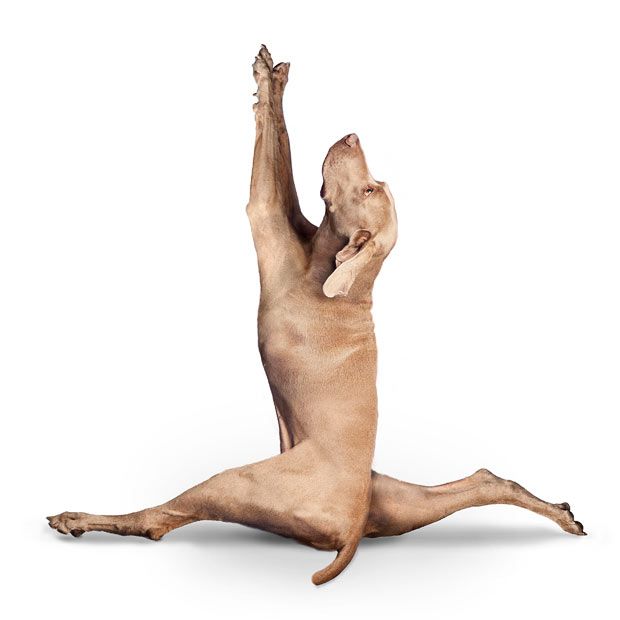 Weird ‘Yoga Dogs’ Calendar! (28 pics)