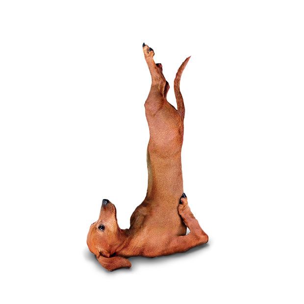 Weird ‘Yoga Dogs’ Calendar! (28 pics)