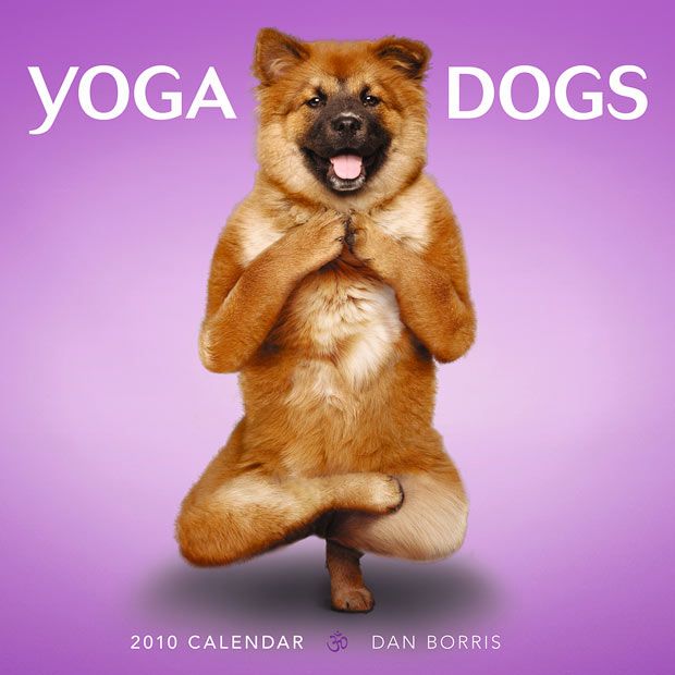 Weird ‘Yoga Dogs’ Calendar! (28 pics)