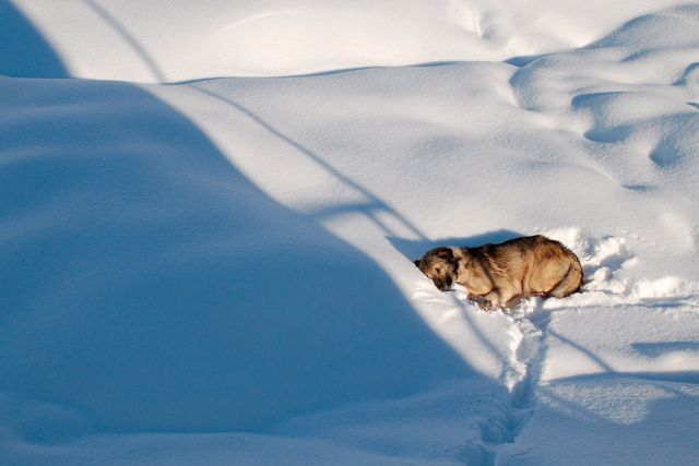 These funny animals (33 pics)