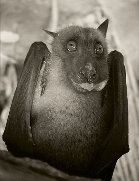 These funny animals (33 pics)