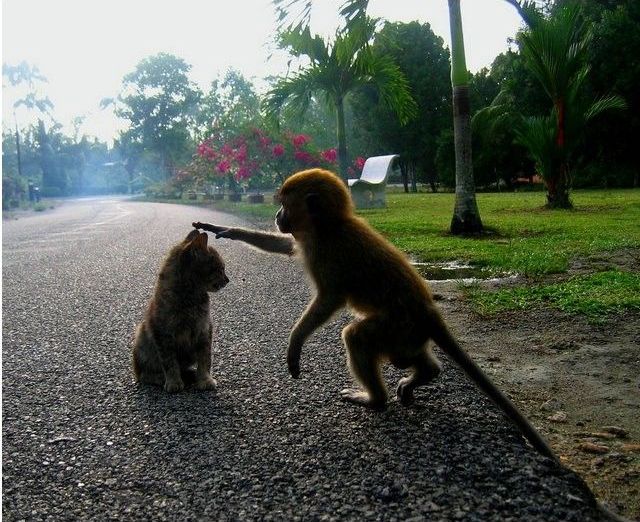 These funny animals (33 pics)