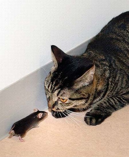 These funny animals (33 pics)