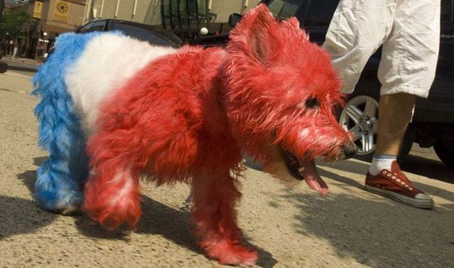 These funny animals (33 pics)
