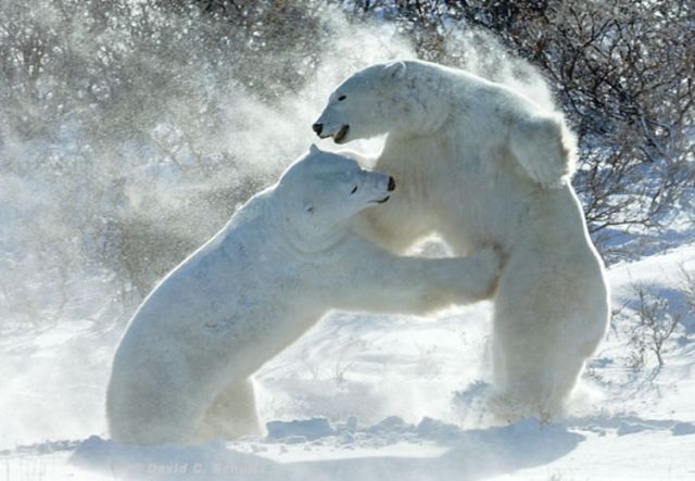 These funny animals (33 pics)