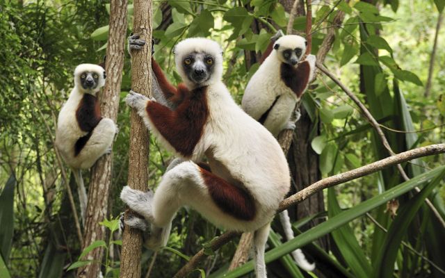 These funny animals (33 pics)