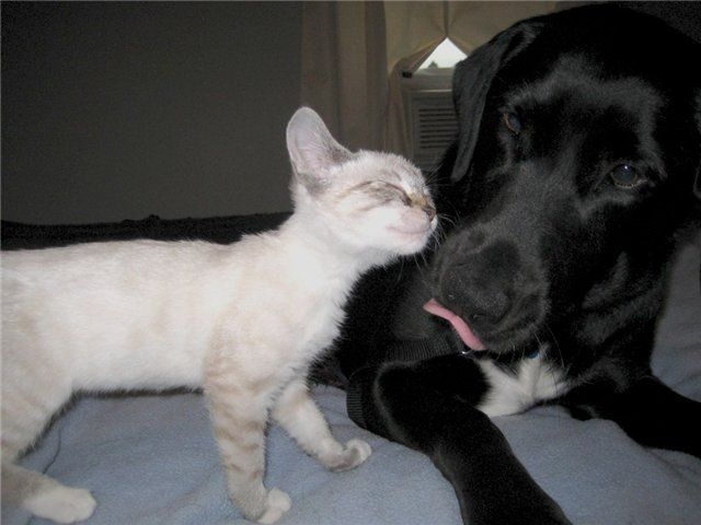 These funny animals (33 pics)
