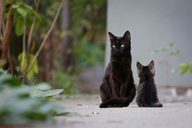 These funny animals (33 pics)