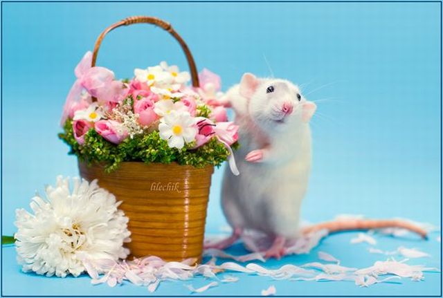 These funny animals (33 pics)