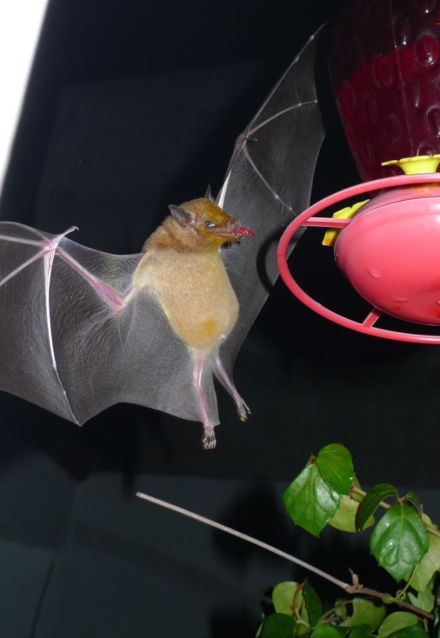These funny animals (33 pics)