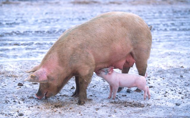 These funny animals (33 pics)