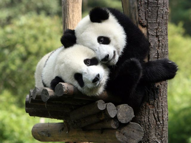 These funny animals (33 pics)