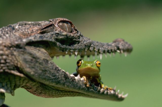 These funny animals (33 pics)
