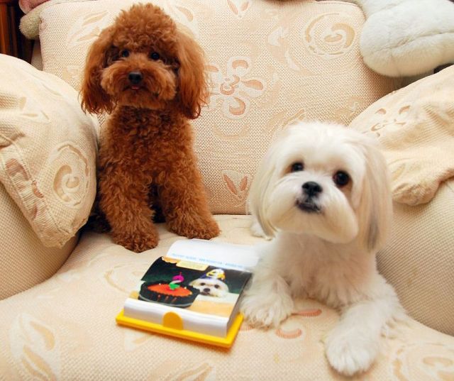 These funny animals (33 pics)