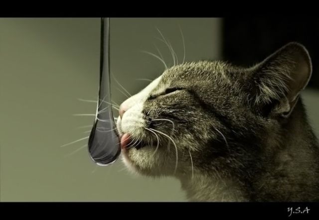 These funny animals (33 pics)