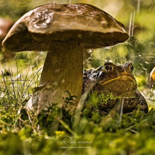 These funny animals (33 pics)