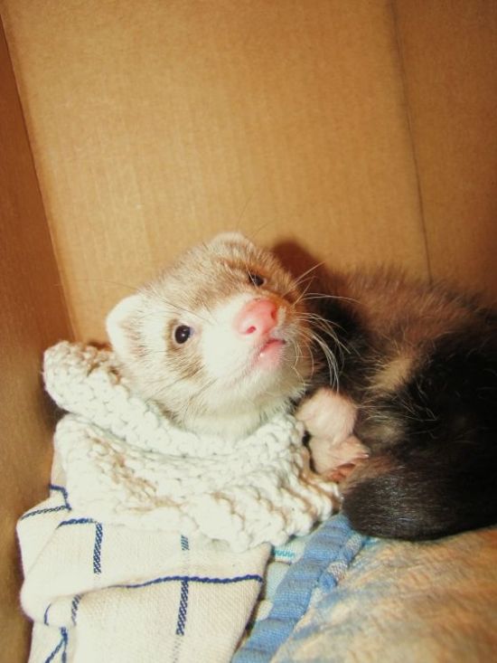 These funny animals (33 pics)