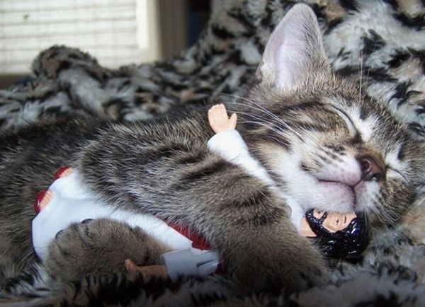 These funny animals (33 pics)